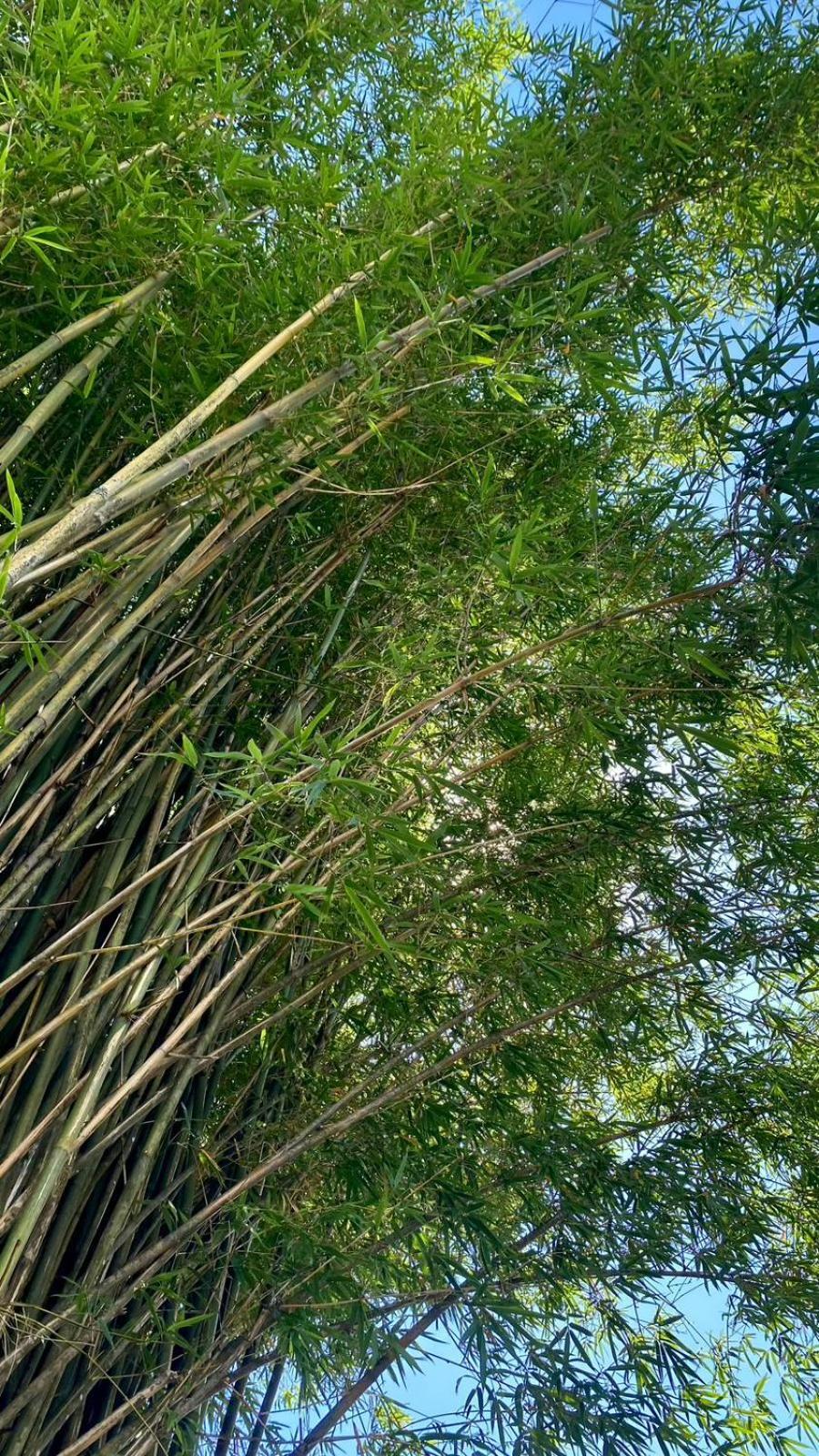 Pousada Dos Sonhos - Timbe Do Sul Экстерьер фото